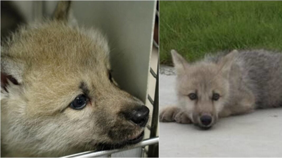 Maya, ujku i parë arktik i klonuar sjell shkencën një Maya, ujku i parë arktik i klonuar sjell shkencën një hap pranë rikthimit të specieve të zhdukura