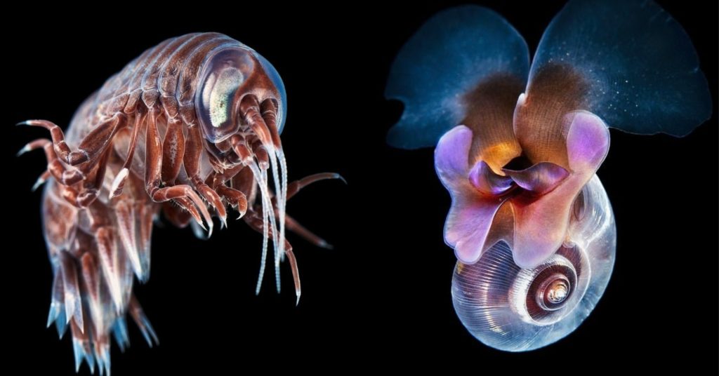 alienet e thellesive 1024x536