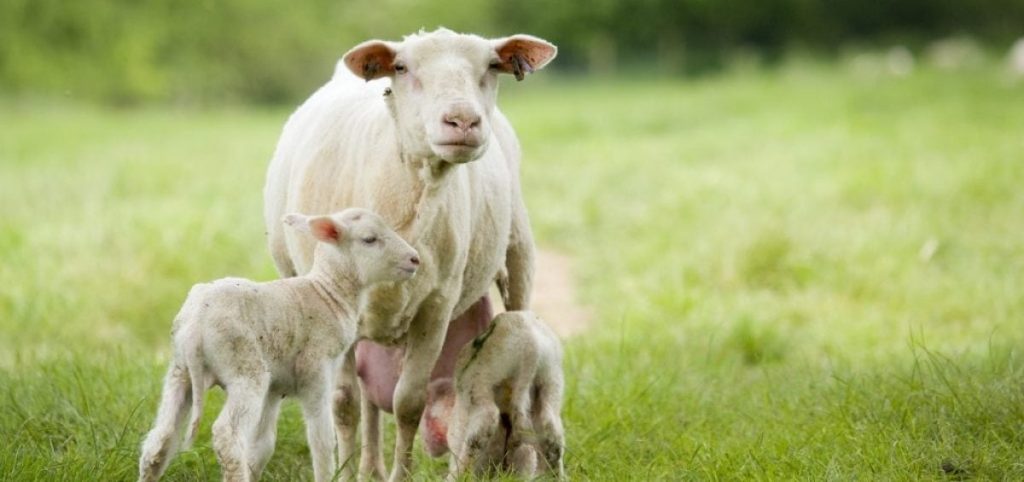 “Lufta” e çmimeve për qumështin e deles – Shqipëria numëron 1 milionë krerë, sa prodhohet në total?