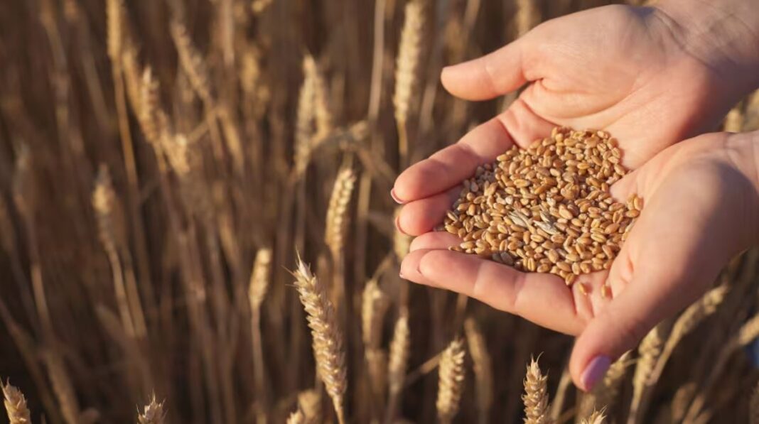 Fara alternative për një bujqësi më të qëndrueshme dhe etike! Fara alternative për një bujqësi më të qëndrueshme dhe etike!