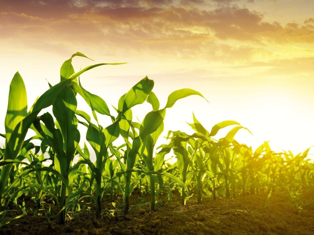 Gati masat mbështetëse në bujqësi e blegtori – Përcaktohen kriteret dhe fondet bazë të financimit