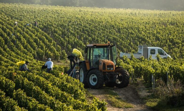 Harta e shpërndarjes së parave në bujqësi – Vlora mban rekord, blegtoria merr 72 % të fondit