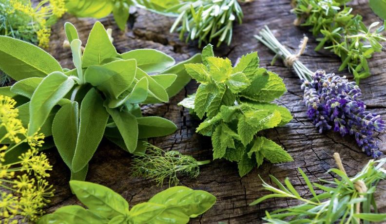 Industria e bimëve mjekësore rrezikon falimentin – Hysenaj: Të mbështetet fermeri përmes pagesave direkte