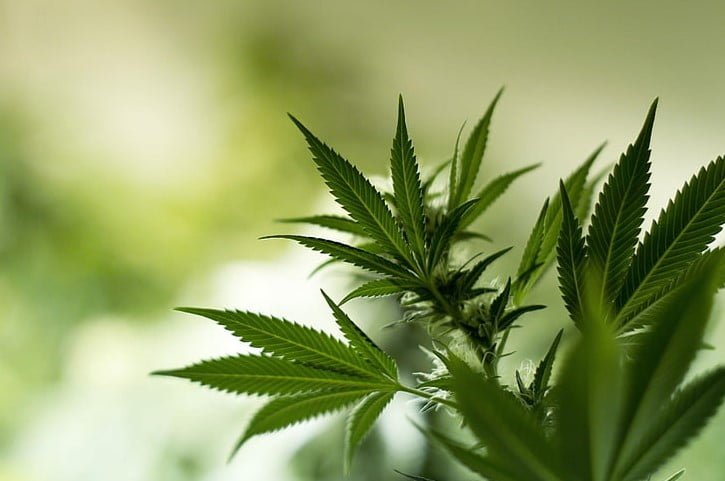 “Ka filluar ‘lufta’ për ndarjen e parcelave të kanabisit” – Deputetët e opozitës, kundër: Fatkeqësi për vendin, i hap rrugë rryshfetit