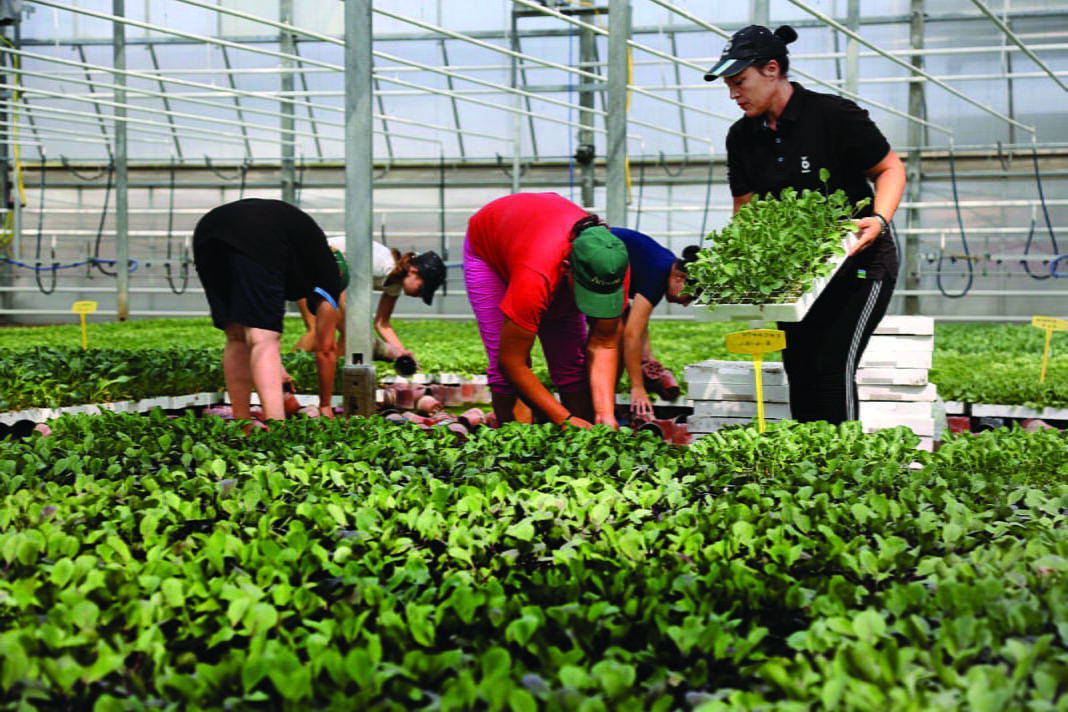 Sera Bujqesi Mbjellje