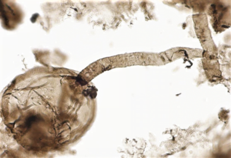 Screen Shot 2019 05 22 at 5.15.25 PM 800x658