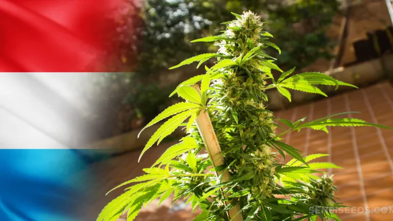 Luksemburgu legalizon kanabisin