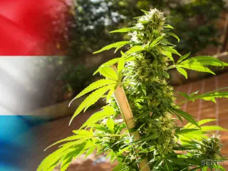 Luksemburgu legalizon kanabisin
