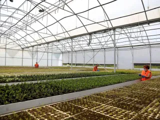Subvencionet për bujqësinë arritën 22 mln euro në 8-mujorin 2021, 70 % ishin fonde të huaja