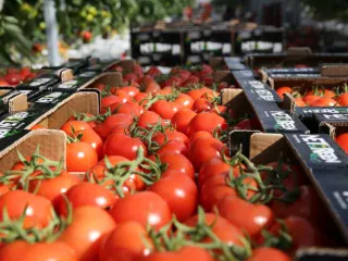 BB: Vlera e eksporteve të domateve mund të trefishohet duke ndryshuar tregjet