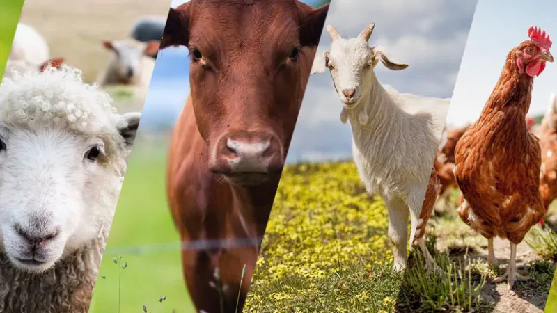 Pse blegtoria është në ‘pikiatë’? – Papa: Nuk krijon të ardhura për fermerët, subvencionet përjashtojnë “të vegjlit”