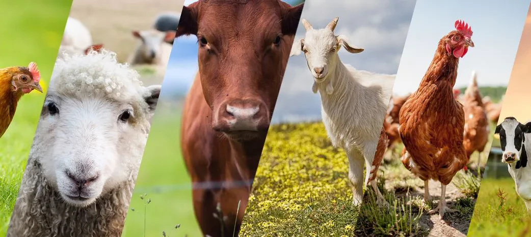 Pse blegtoria është në ‘pikiatë’? – Papa: Nuk krijon të ardhura për fermerët, subvencionet përjashtojnë “të vegjlit”