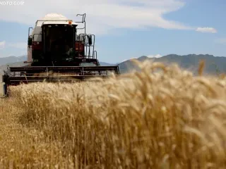 Gjysma e fermerëve skualifikohet nga financimi për grurin – Bilanci i fushatës/ 3100 aplikantë fitues, dominon Fieri dhe Korça