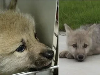 Maya, ujku i parë arktik i klonuar sjell shkencën një hap pranë rikthimit të specieve të zhdukura