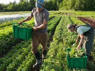 Sa peshë zënë dëmet bujqësore në Shkodër e Lezhë? – Të dyja qarqet përfaqësojnë 11.9 % të PBB-së në bujqësi
