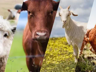Pse blegtoria është në ‘pikiatë’? – Papa: Nuk krijon të ardhura për fermerët, subvencionet përjashtojnë “të vegjlit”