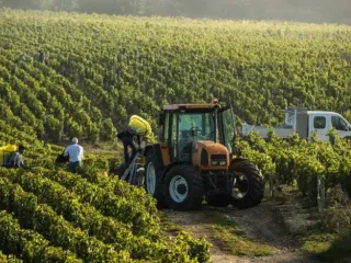 Kriteret, kush përfiton nga fondi 3.3 mld lekë në bujqësi? – Aplikimet për fermerët hapen më 20 Mars, financohen 9 masa