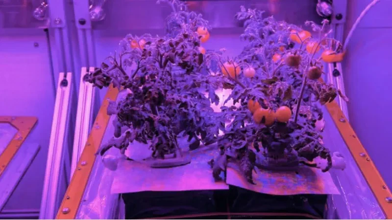 NASA zbret në Tokë domatet “aliene”