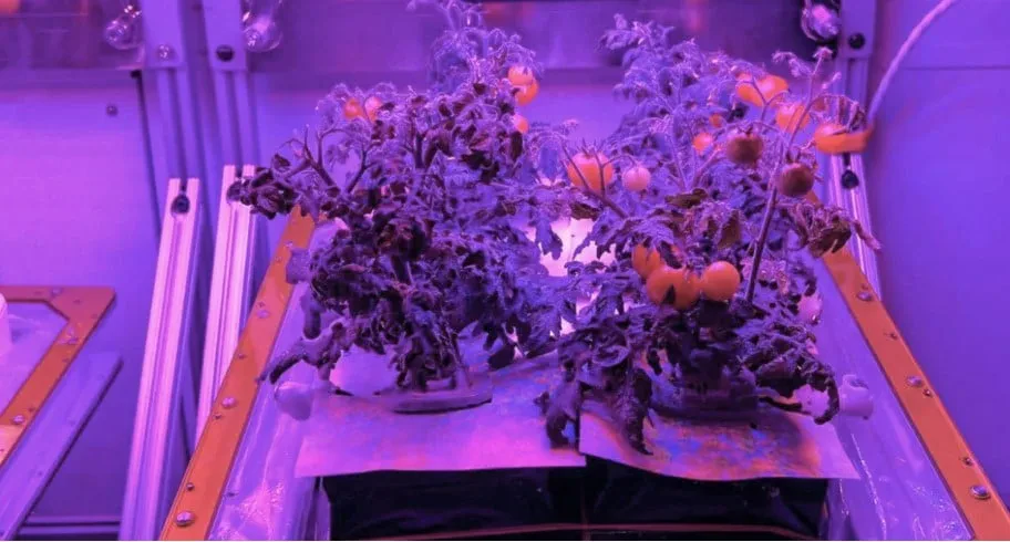NASA zbret në Tokë domatet “aliene”