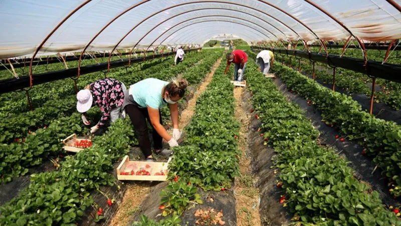 Në cilët sektorë punësohen më shumë shqiptarët? – Bujqësia “akomodon” pjesën më të madhe të forcës së punës