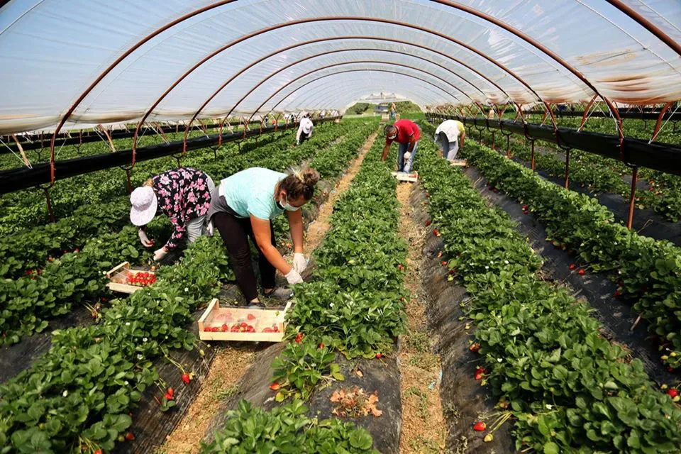 Në cilët sektorë punësohen më shumë shqiptarët? – Bujqësia “akomodon” pjesën më të madhe të forcës së punës