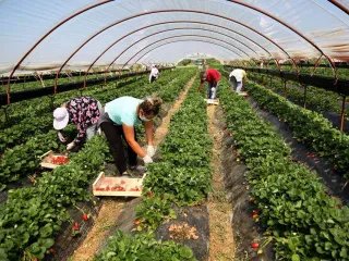 Në cilët sektorë punësohen më shumë shqiptarët? – Bujqësia “akomodon” pjesën më të madhe të forcës së punës