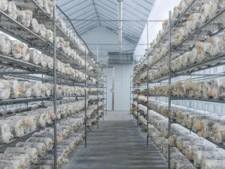 Një kulture e pazakontë po rritet në shkretëtirën e Abu Dhabit!