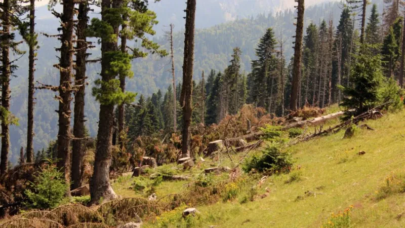 Vendoset taksë e re për tokat pyjore – Nga 0.1%-0.3%, sa do të paguajnë njerëzit në bashki të ndryshme?
