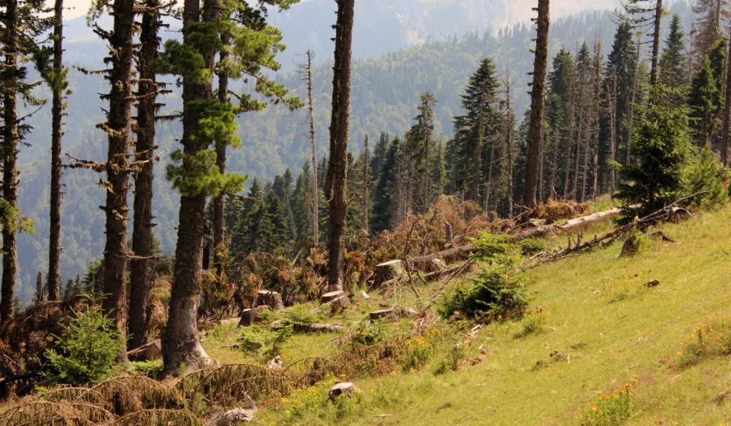Vendoset taksë e re për tokat pyjore – Nga 0.1%-0.3%, sa do të paguajnë njerëzit në bashki të ndryshme?