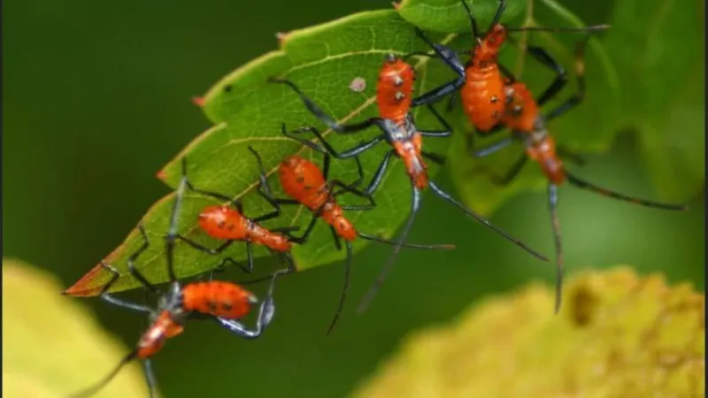 Zbardhet Paketa fiskale 2024/ Hiqet TVSH për mëshqerrat e bletët! Shqipëria stimulon importin e insekteve që zëvëndësojnë pesticidet