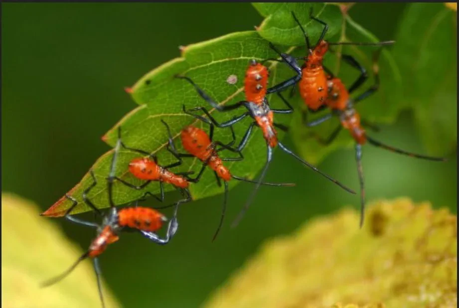 Zbardhet Paketa fiskale 2024/ Hiqet TVSH për mëshqerrat e bletët! Shqipëria stimulon importin e insekteve që zëvëndësojnë pesticidet