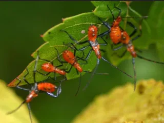Zbardhet Paketa fiskale 2024/ Hiqet TVSH për mëshqerrat e bletët! Shqipëria stimulon importin e insekteve që zëvëndësojnë pesticidet