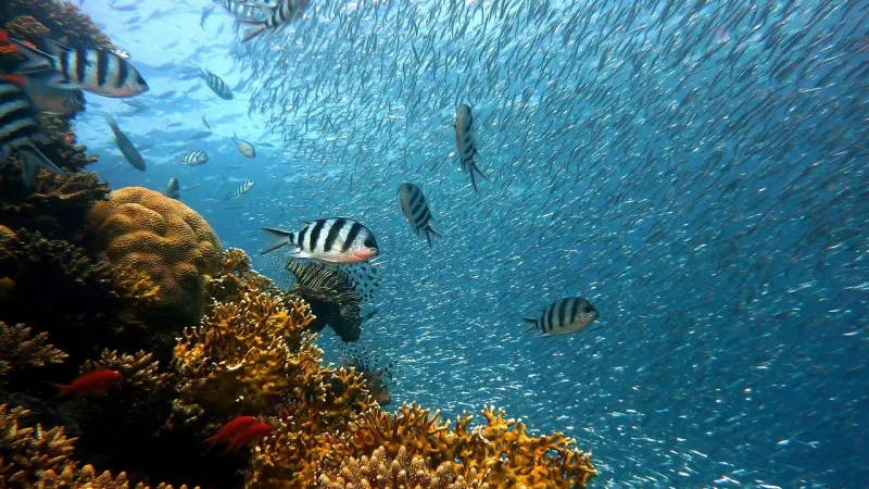 IUCN: 96% e shkëmbinjve koralorë në ujëra të cekëta rrezikojnë zhdukjen deri në vitin 2075