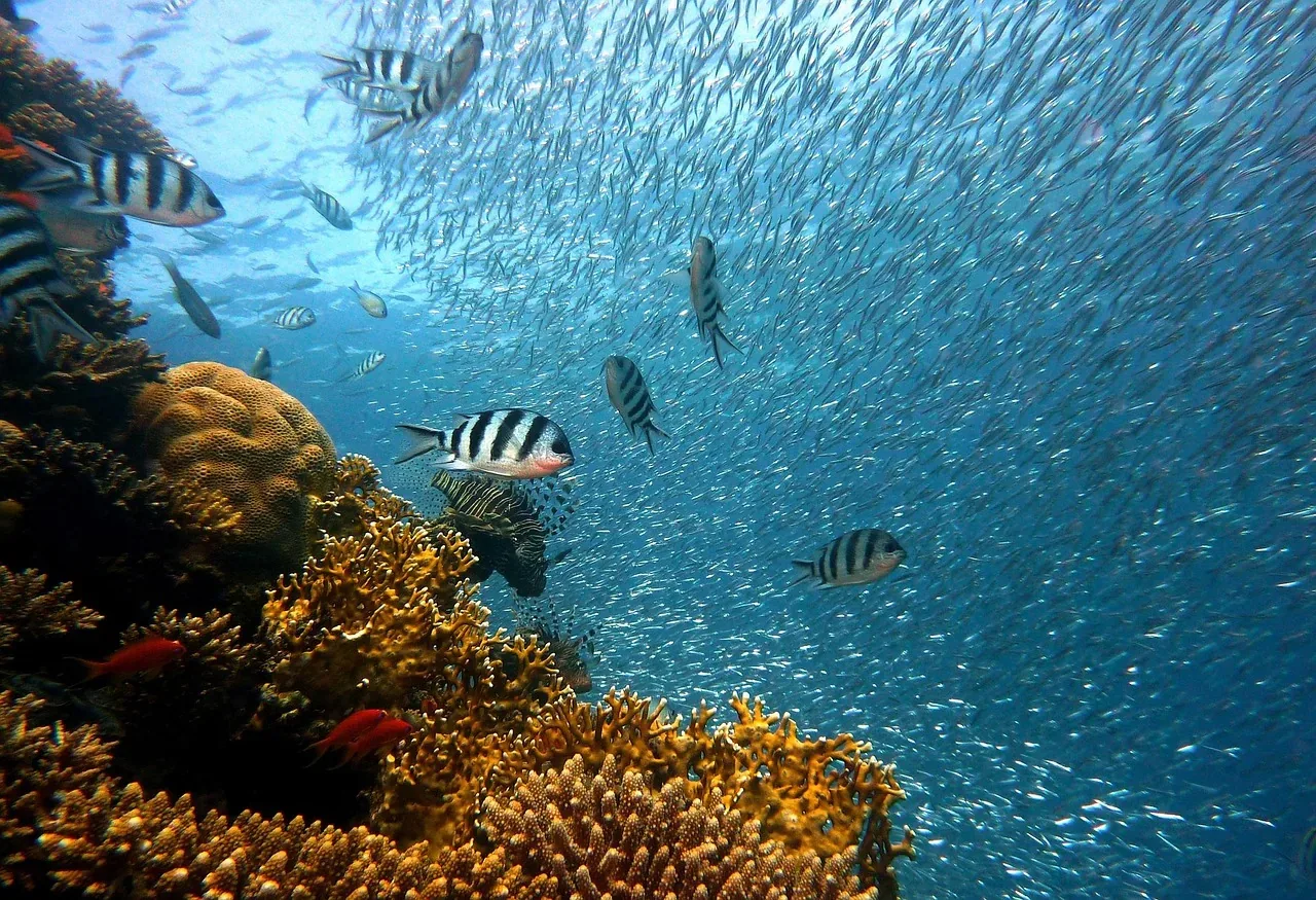 IUCN: 96% e shkëmbinjve koralorë në ujëra të cekëta rrezikojnë zhdukjen deri në vitin 2075