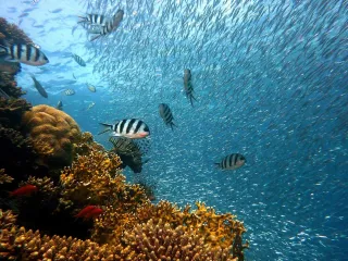 IUCN: 96% e shkëmbinjve koralorë në ujëra të cekëta rrezikojnë zhdukjen deri në vitin 2075